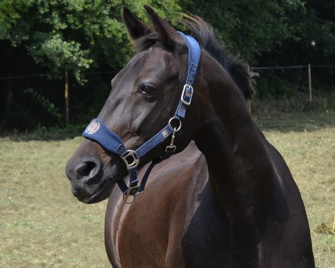 Traver pegasus billede 18