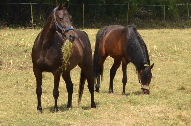 Traver pegasus billede 19