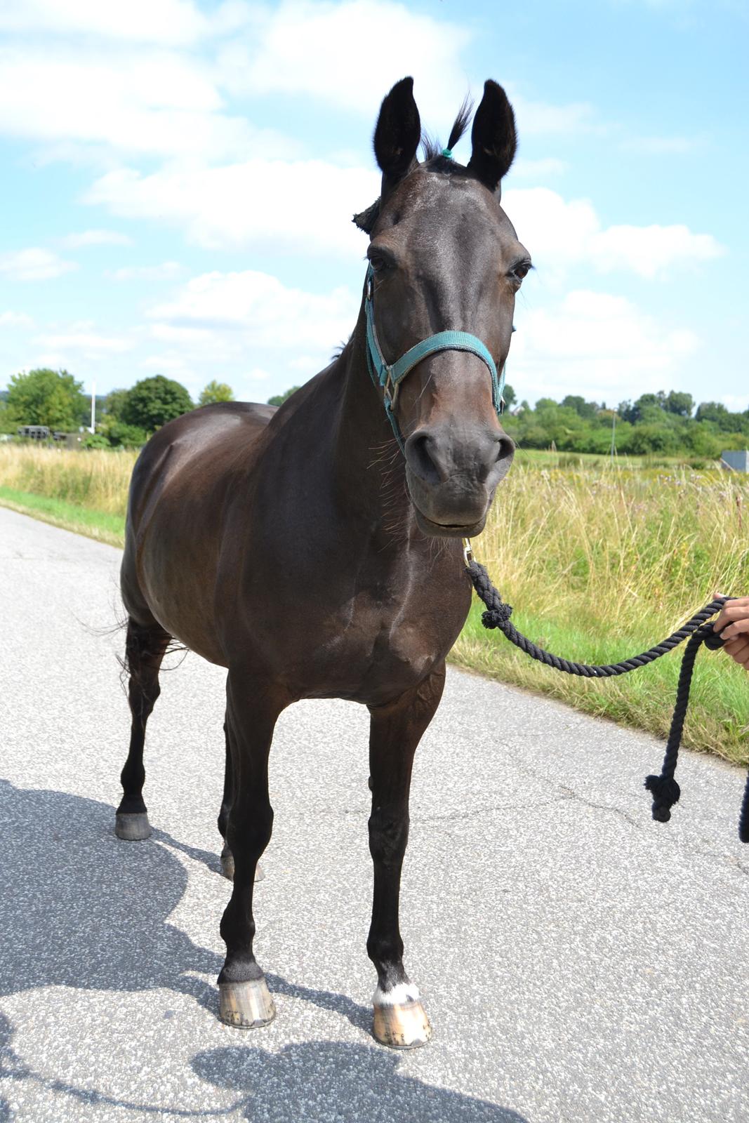 Traver pegasus billede 21