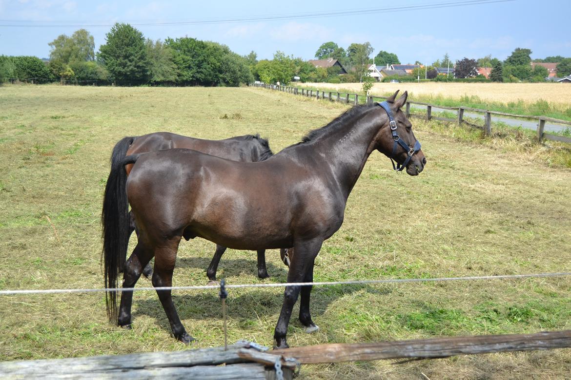 Traver pegasus billede 22