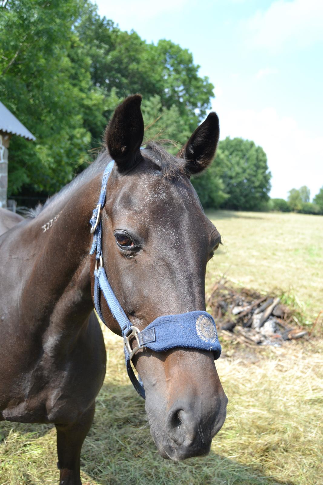 Traver pegasus billede 23