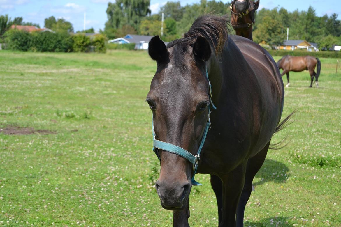 Traver pegasus billede 20