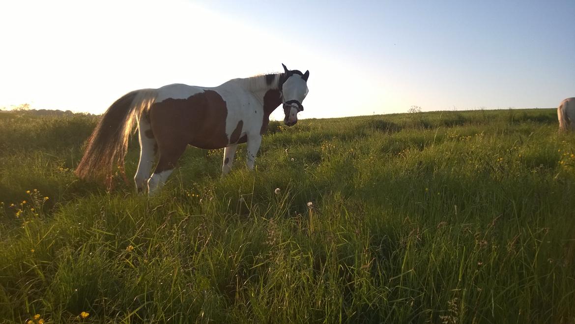 Pinto Sasja - Dejlig sommer aften <3 <3 billede 8