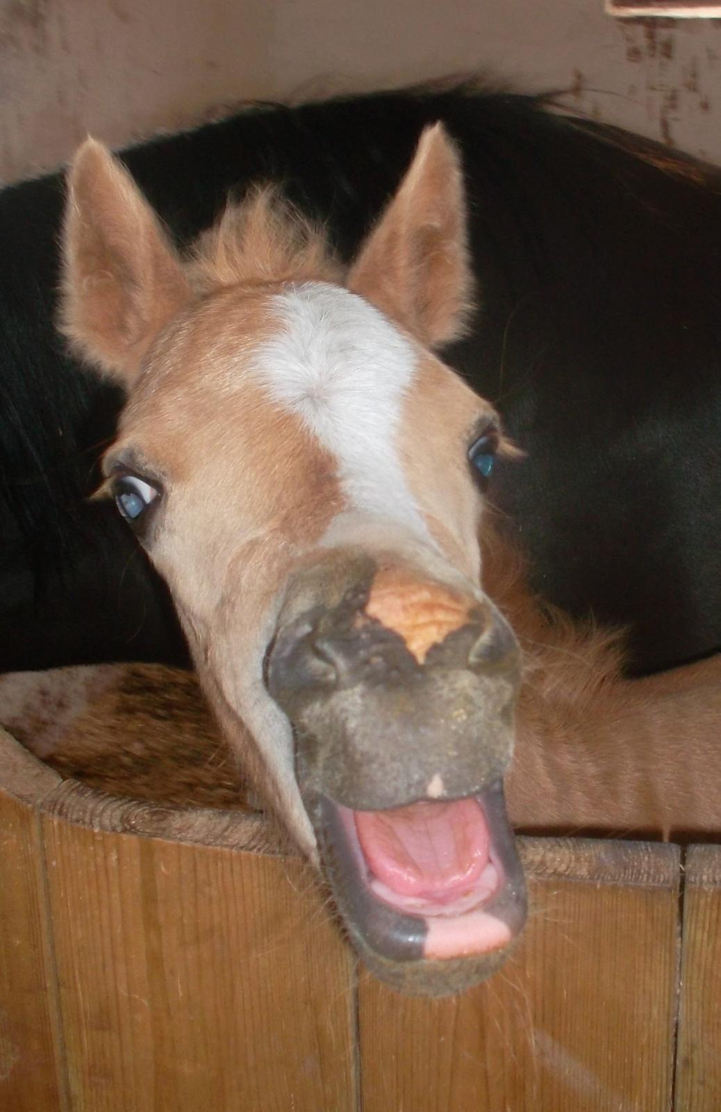 Welsh Mountain (sec A) pinkie pie billede 27