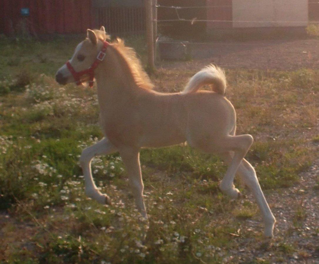 Welsh Mountain (sec A) pinkie pie billede 28