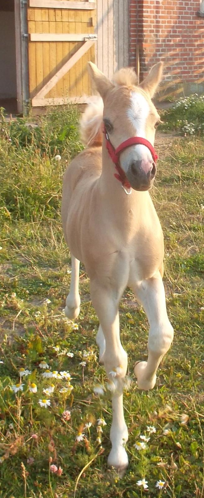 Welsh Mountain (sec A) pinkie pie billede 29