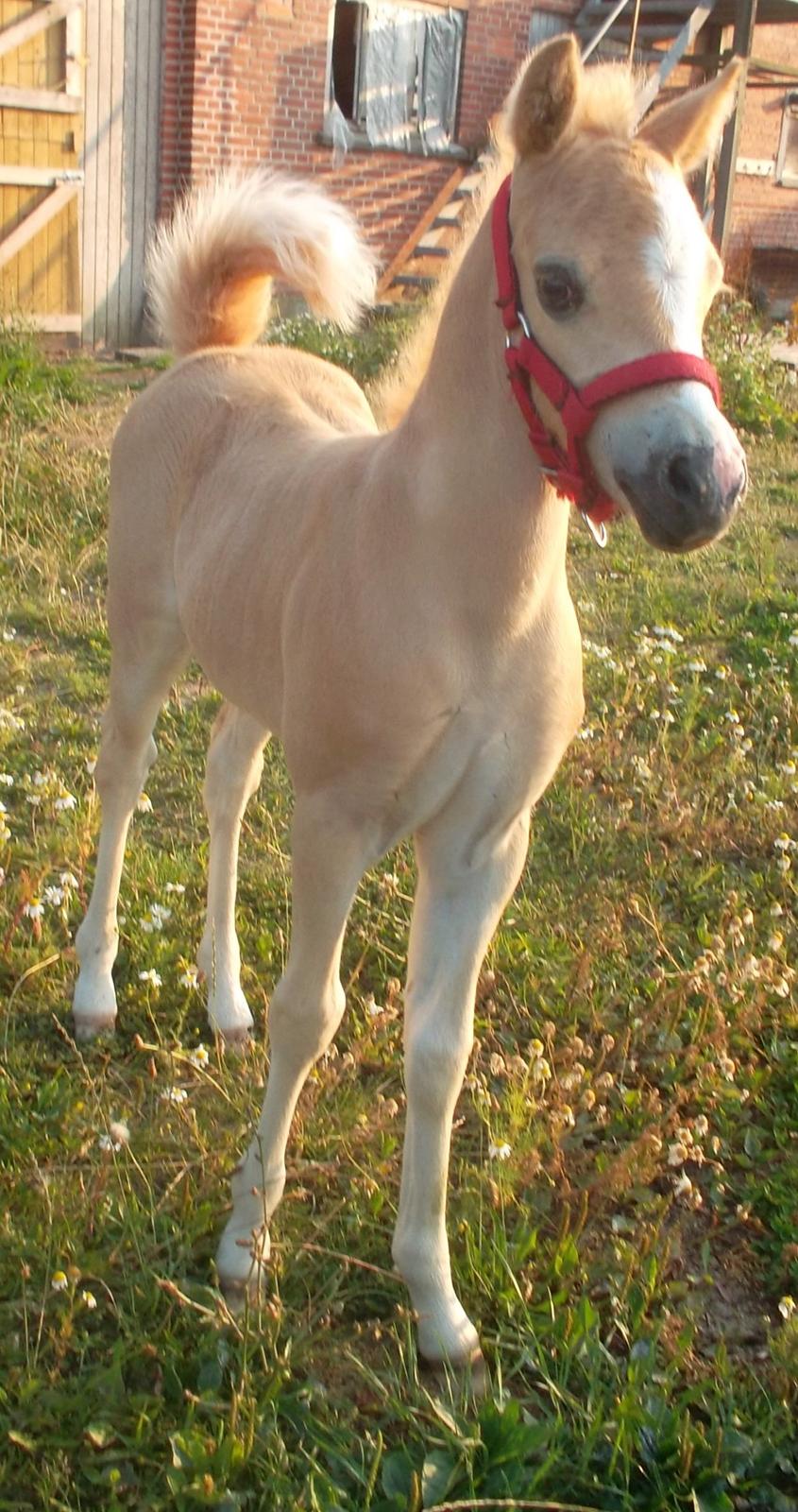 Welsh Mountain (sec A) pinkie pie billede 30