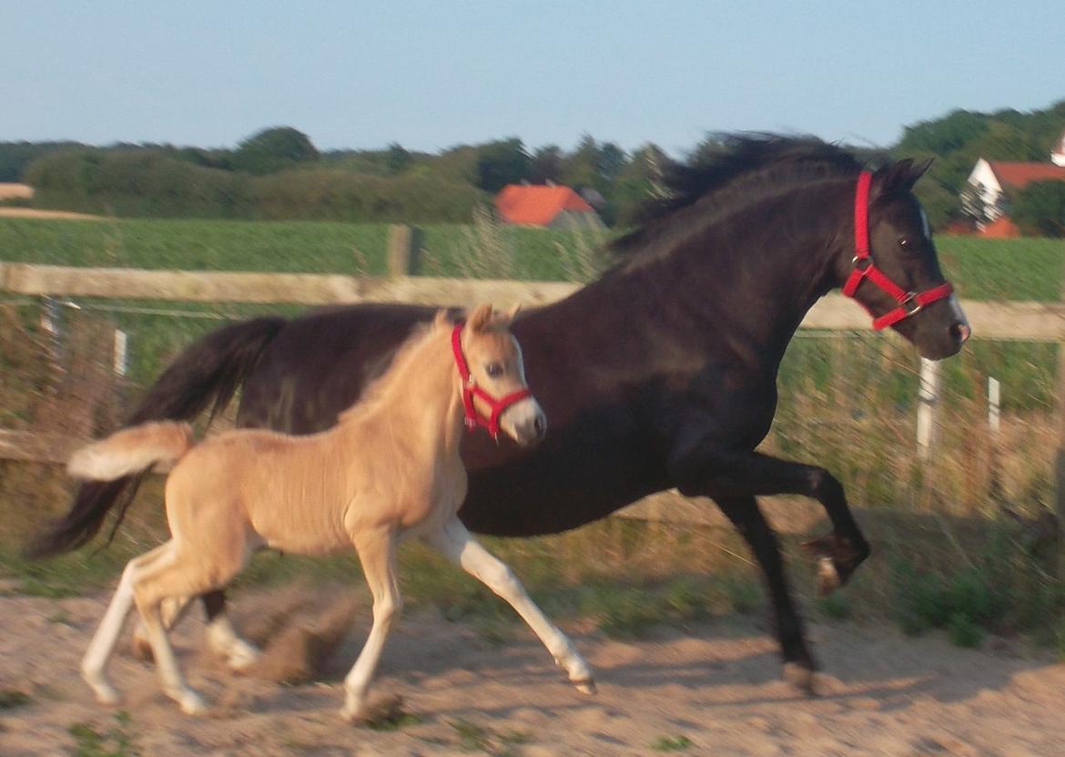 Welsh Mountain (sec A) pinkie pie billede 31