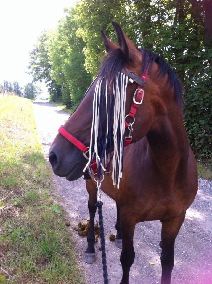 Anden særlig race Athene billede 7