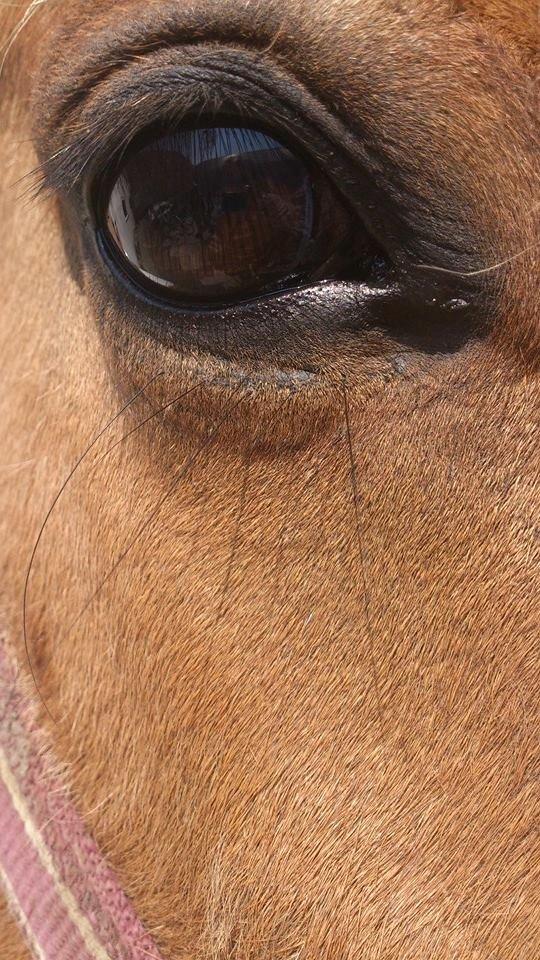 Anden særlig race Tristan <3 (Triller) - A look in a horse eye is like looking into the soul. <3 billede 4