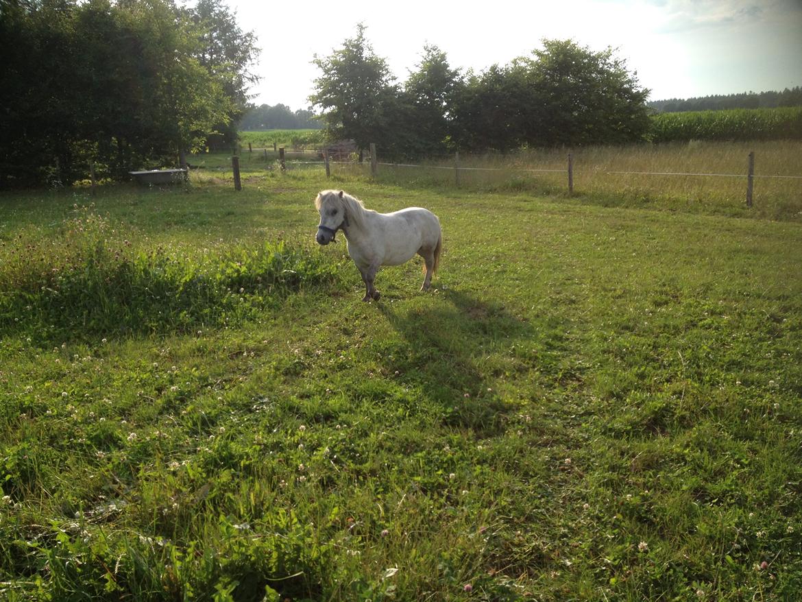 Shetlænder Darla ( Trunten) billede 2