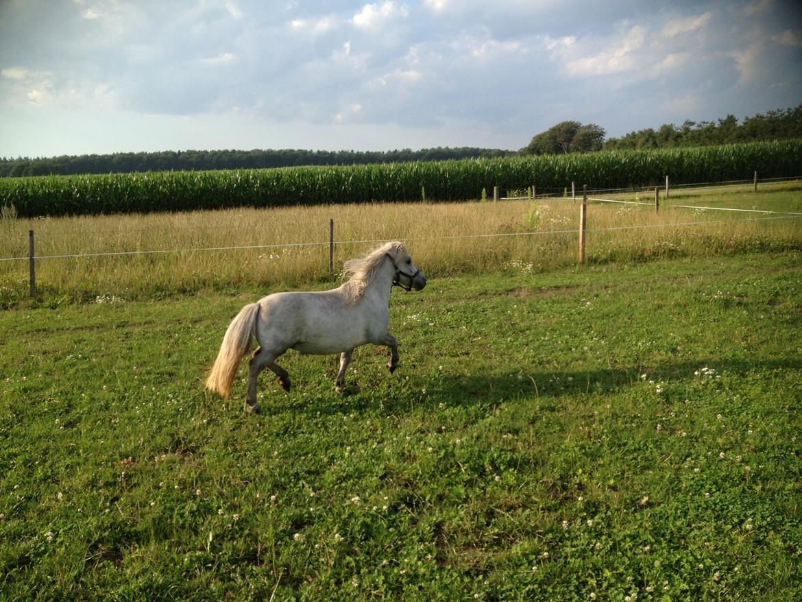 Shetlænder Darla ( Trunten) billede 3