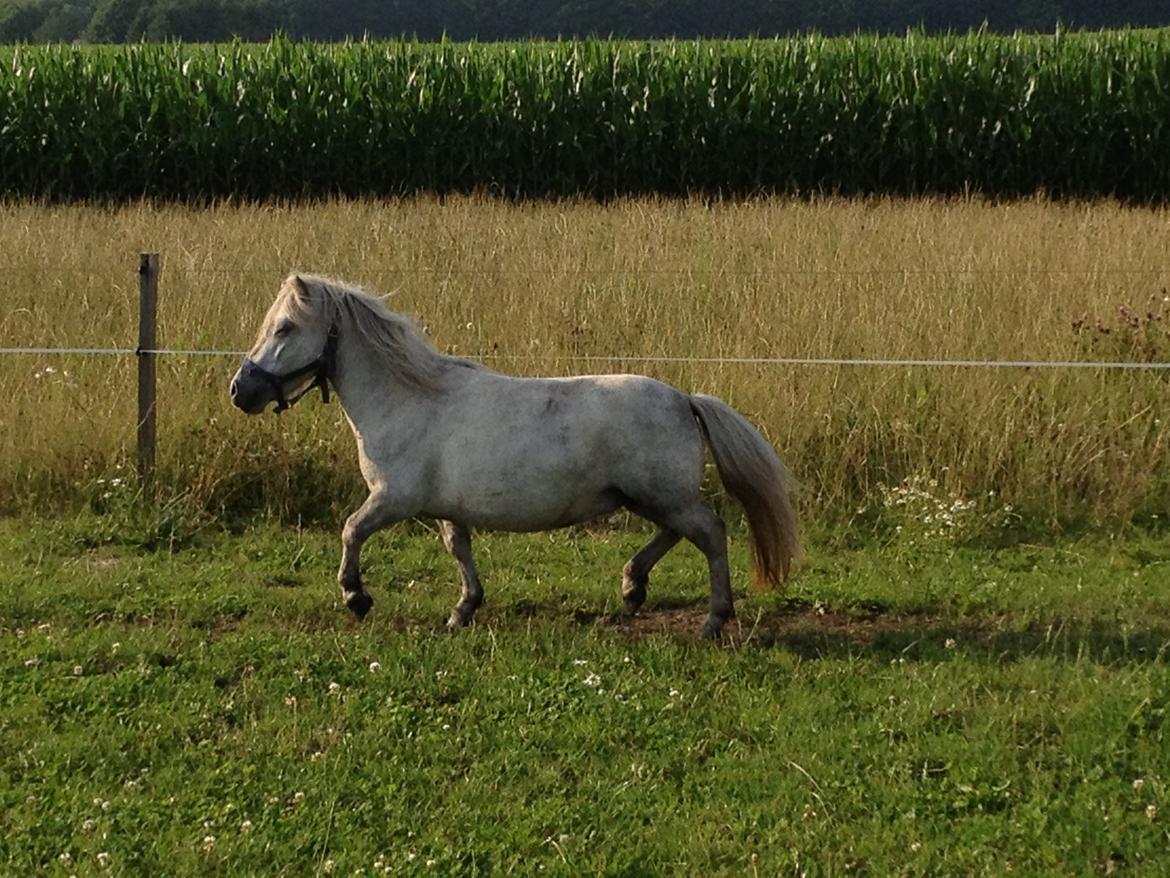 Shetlænder Darla ( Trunten) billede 5