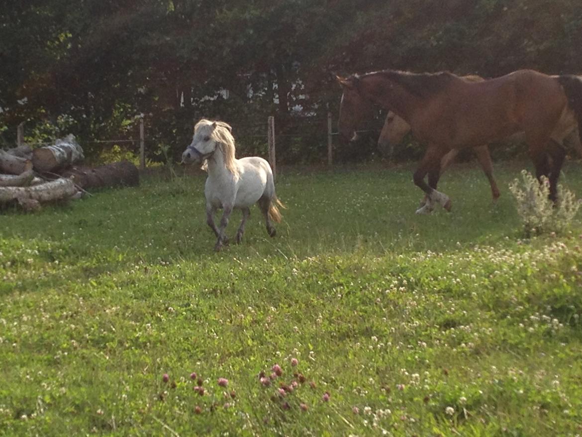Shetlænder Darla ( Trunten) billede 6