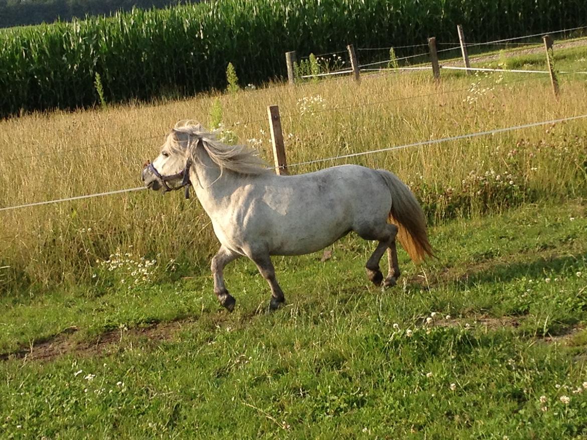 Shetlænder Darla ( Trunten) billede 1