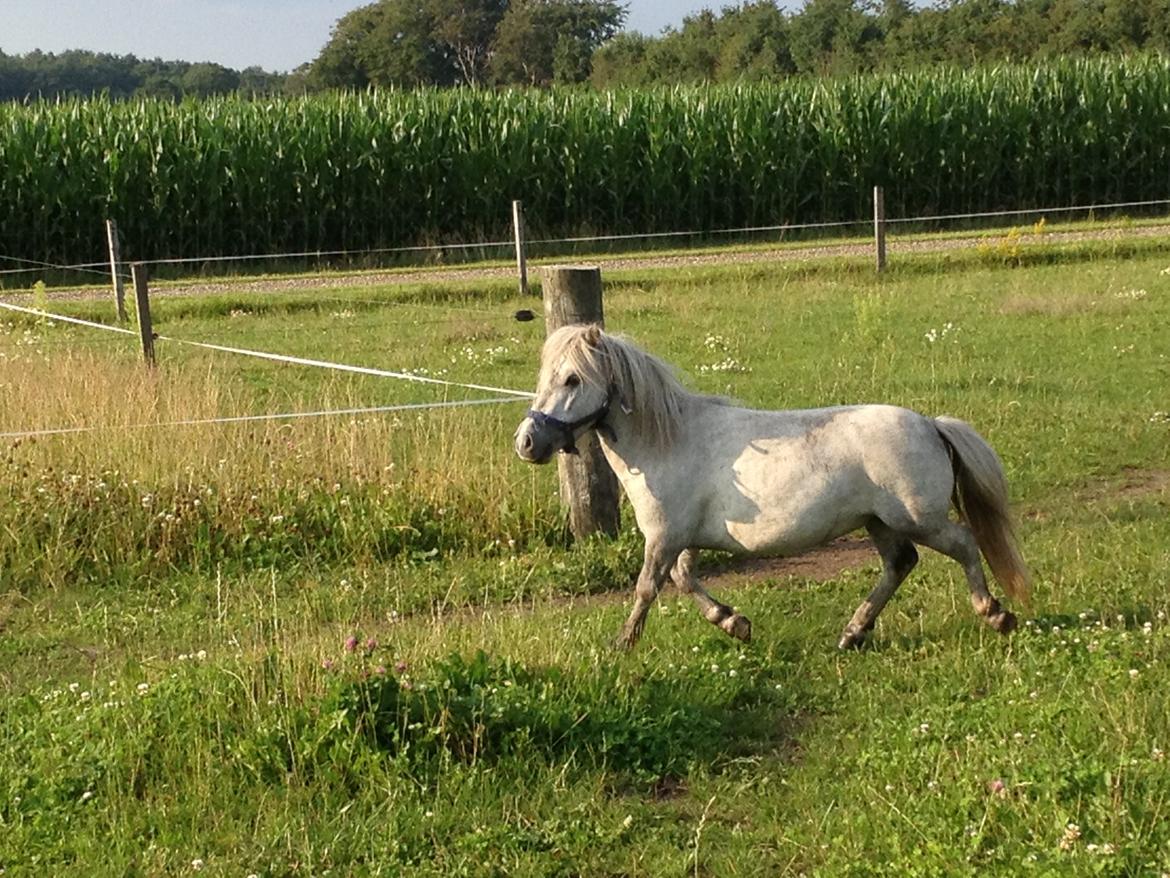 Shetlænder Darla ( Trunten) billede 4