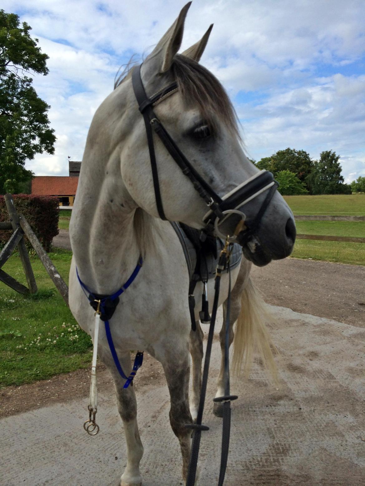 Arabisk fuldblod (OX) Al Wahed Estopa of TAS billede 13