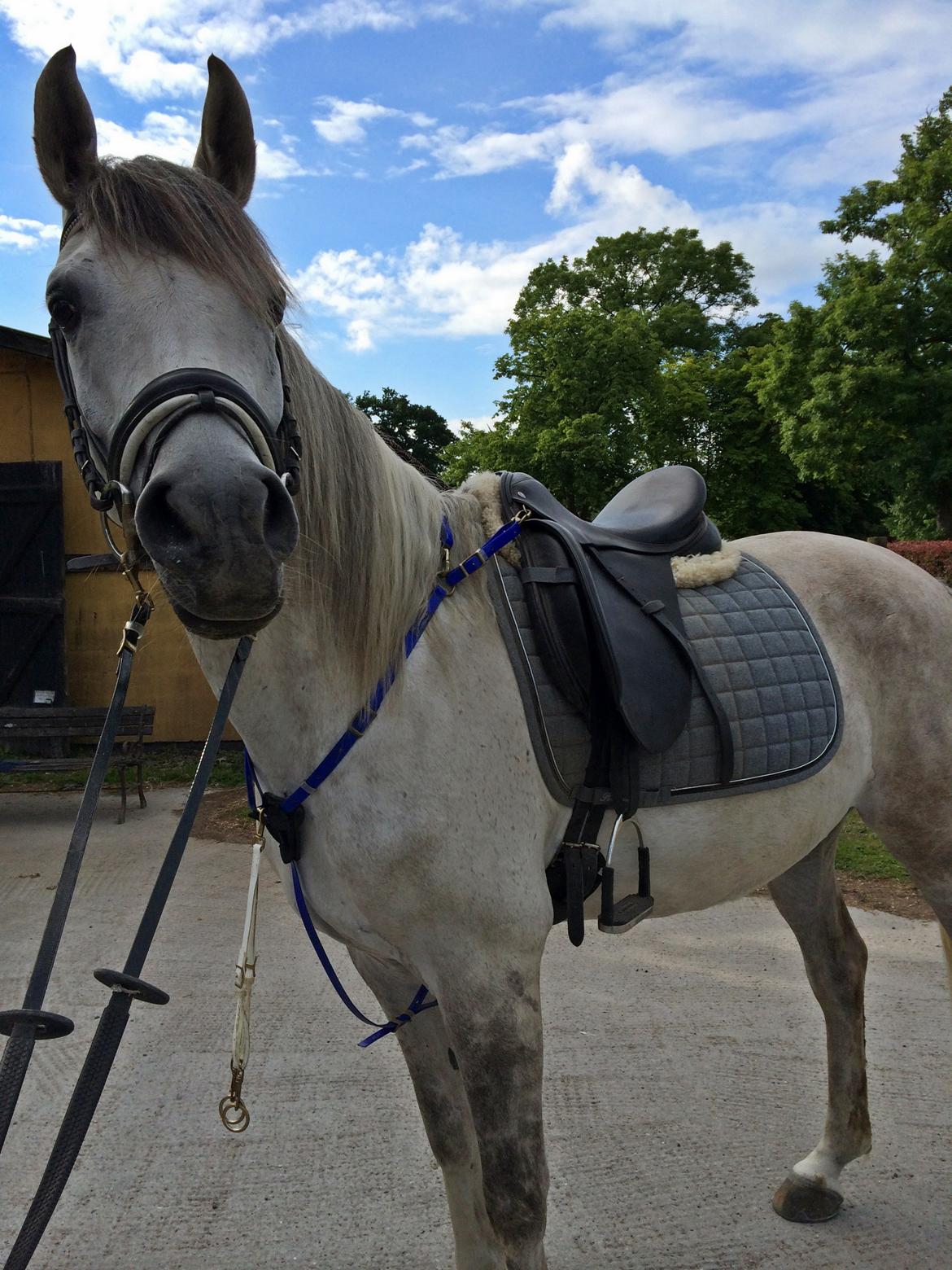 Arabisk fuldblod (OX) Al Wahed Estopa of TAS billede 8