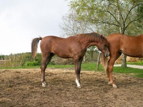 Arabisk fuldblod (OX) Al Wahed Estopa of TAS billede 24