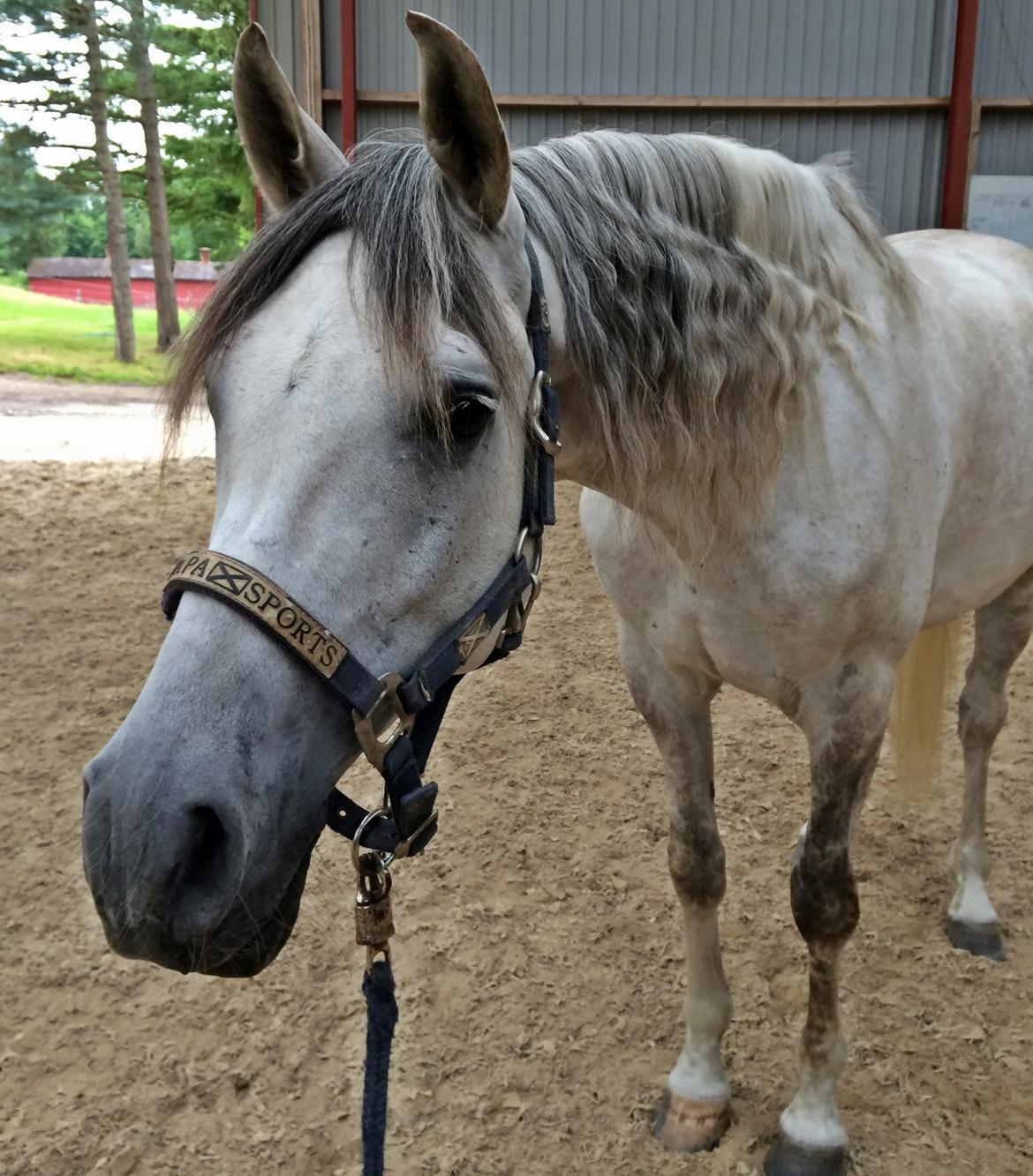 Arabisk fuldblod (OX) Al Wahed Estopa of TAS billede 10