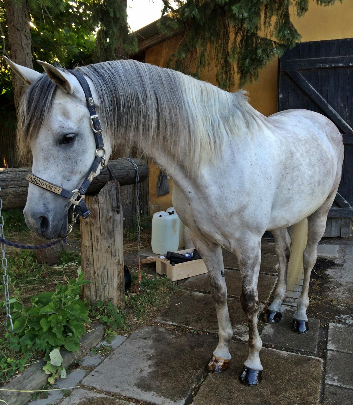 Arabisk fuldblod (OX) Al Wahed Estopa of TAS billede 17