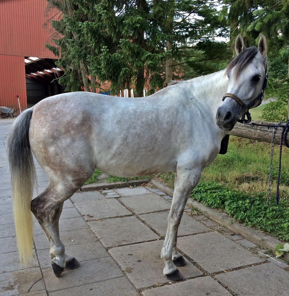 Arabisk fuldblod (OX) Al Wahed Estopa of TAS billede 28