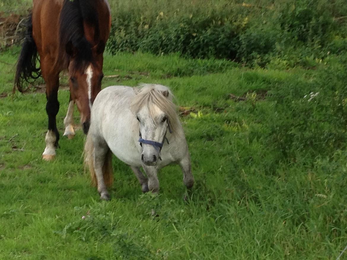 Shetlænder Darla ( Trunten) billede 8