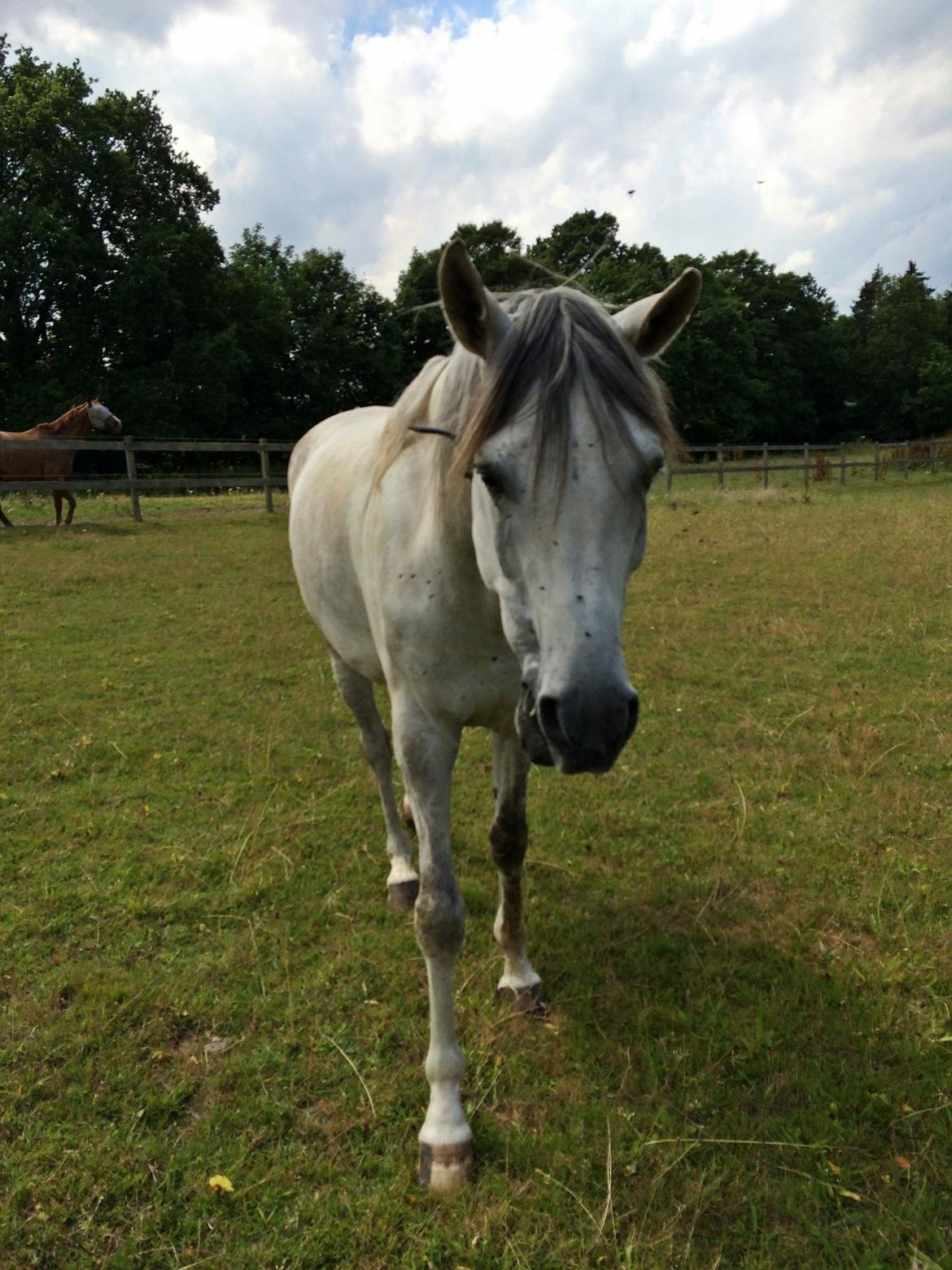 Arabisk fuldblod (OX) Al Wahed Estopa of TAS billede 18