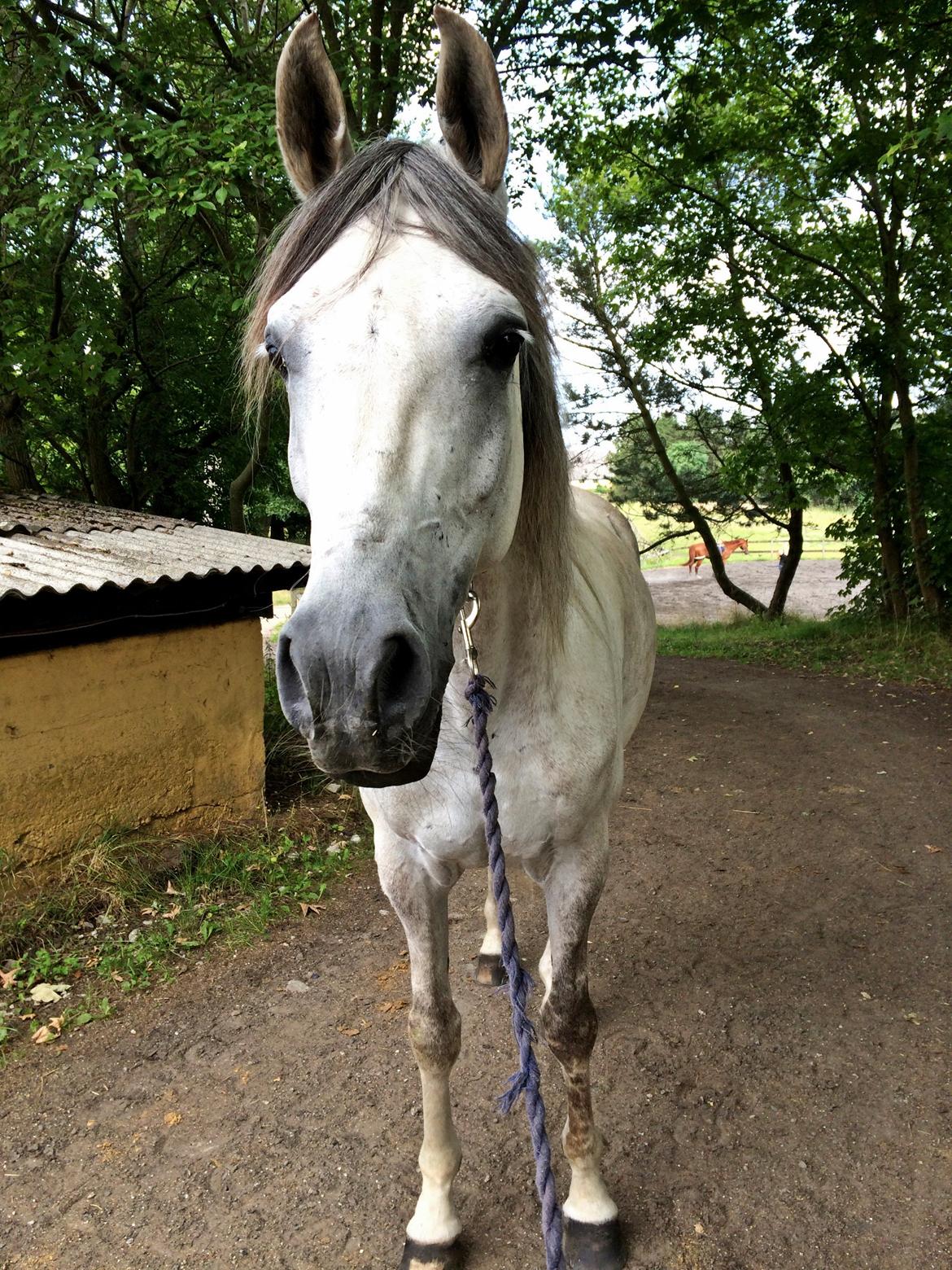 Arabisk fuldblod (OX) Al Wahed Estopa of TAS billede 14