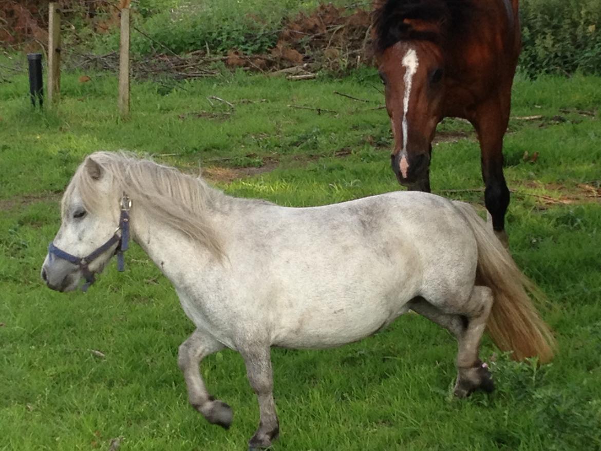 Shetlænder Darla ( Trunten) billede 9