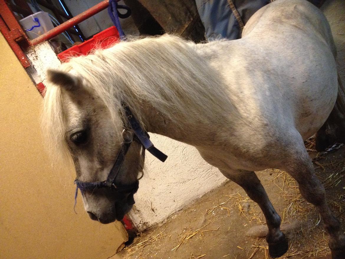 Shetlænder Darla ( Trunten) billede 10