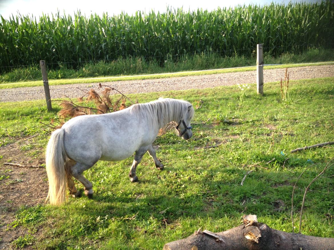 Shetlænder Darla ( Trunten) billede 7