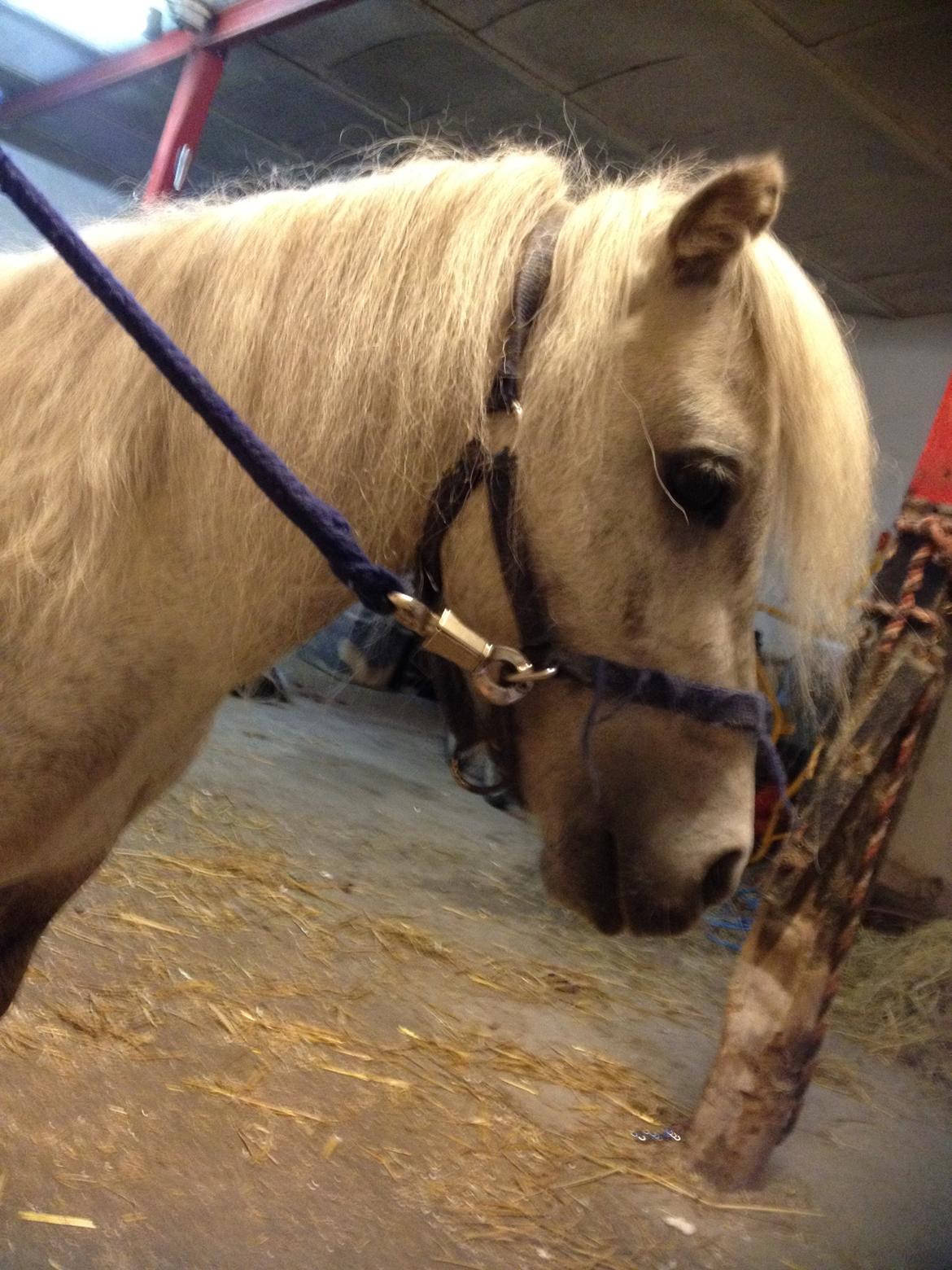 Shetlænder Darla ( Trunten) billede 12