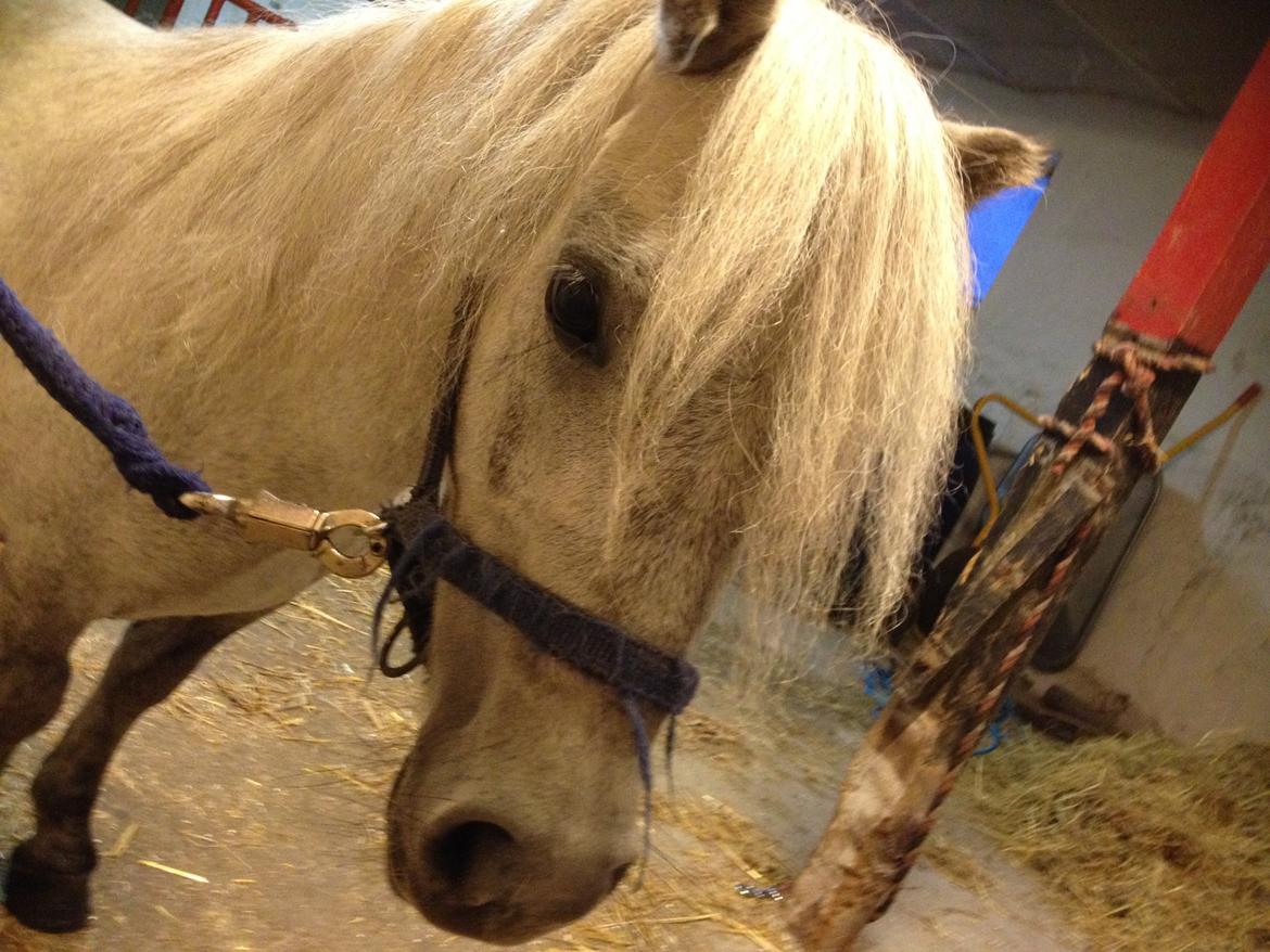 Shetlænder Darla ( Trunten) billede 13