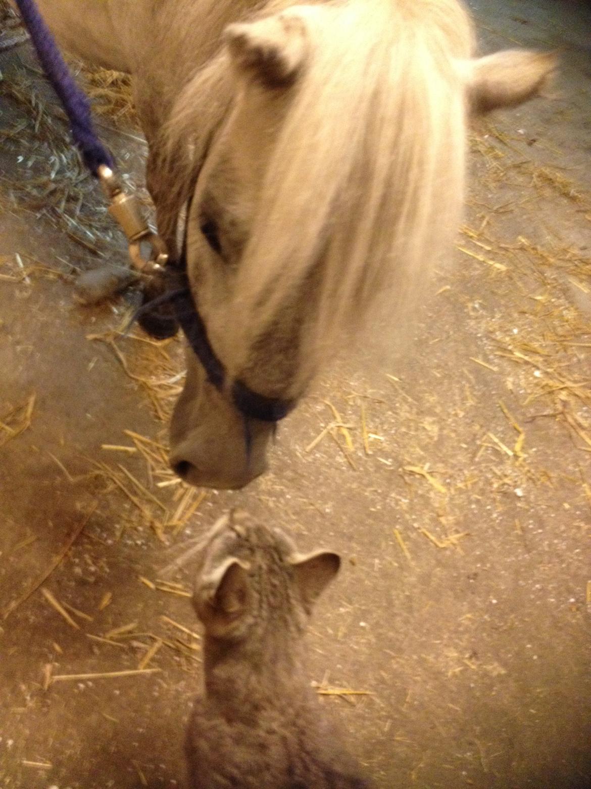 Shetlænder Darla ( Trunten) billede 11