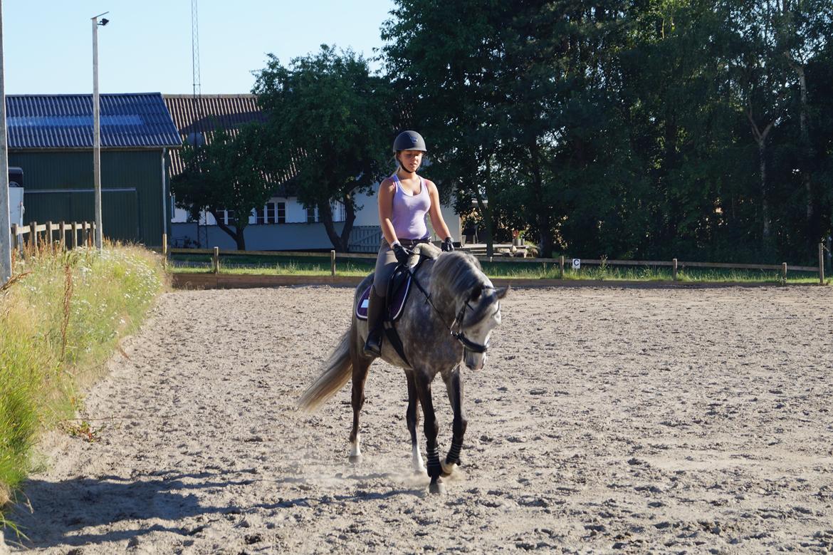 DSP Hedevangs acaja - Min lille mus billede 3