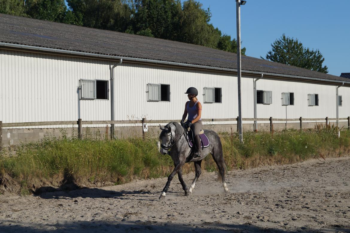 DSP Hedevangs acaja - <3 <3 <3 billede 2