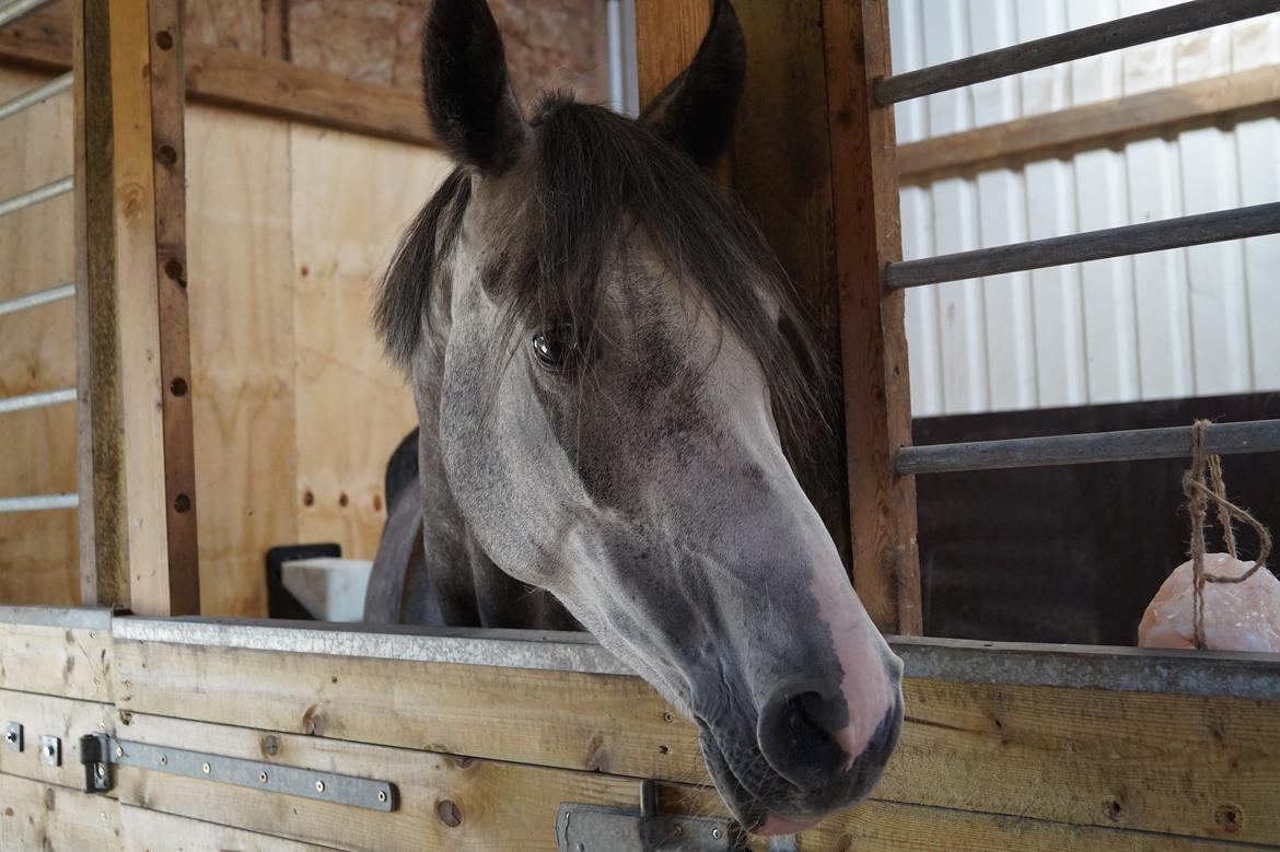 DSP Hedevangs acaja billede 4