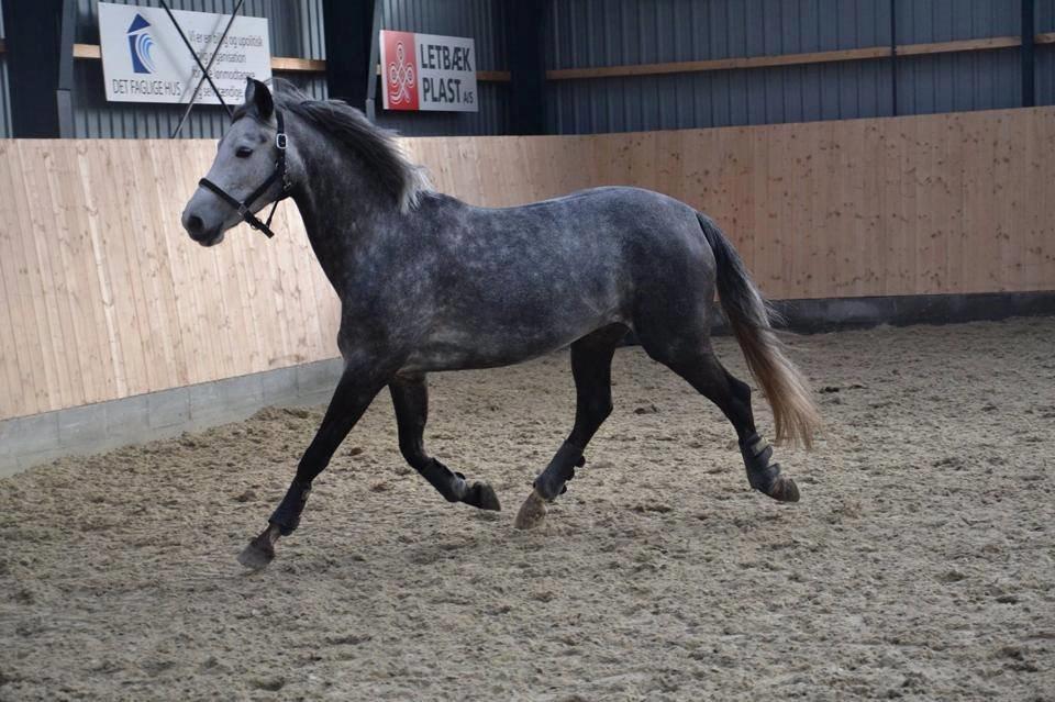 DSP Hedevangs acaja - Den smukkeste. billede 5