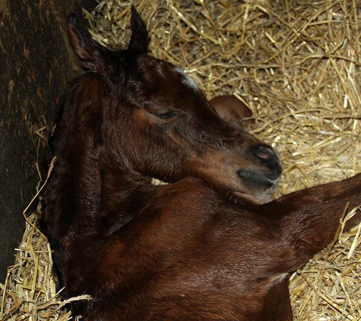 Arabisk fuldblod (OX) D. Double Up billede 2