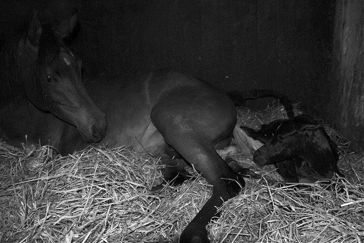 Arabisk fuldblod (OX) D. Double Up billede 4