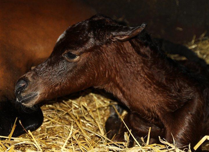 Arabisk fuldblod (OX) D. Double Up billede 3