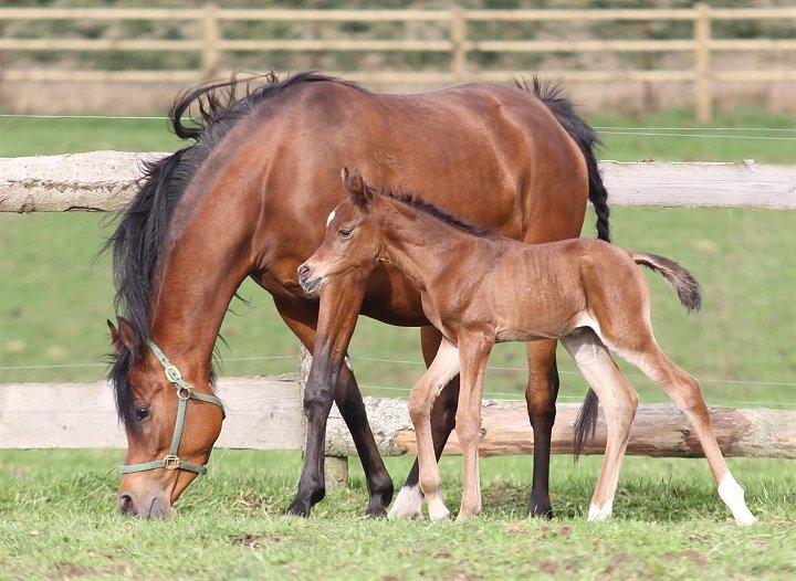 Arabisk fuldblod (OX) D. Double Up billede 5