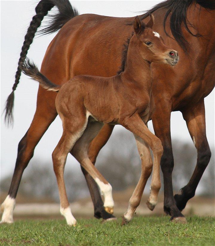 Arabisk fuldblod (OX) D. Double Up billede 7