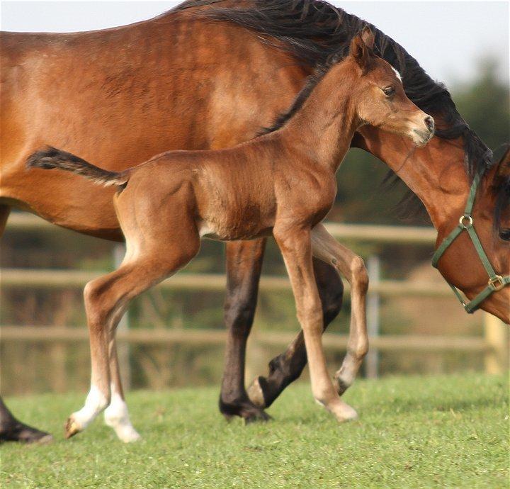 Arabisk fuldblod (OX) D. Double Up billede 6