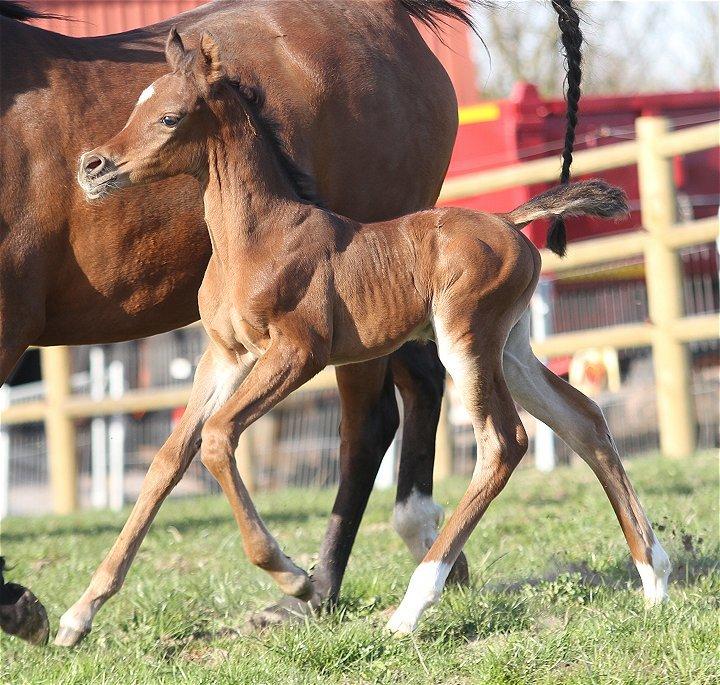 Arabisk fuldblod (OX) D. Double Up billede 8