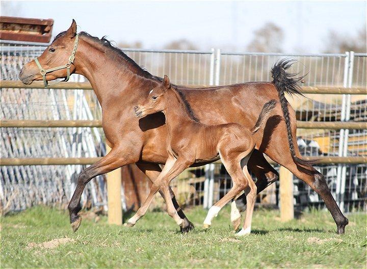 Arabisk fuldblod (OX) D. Double Up billede 9