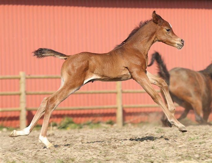 Arabisk fuldblod (OX) D. Double Up billede 10