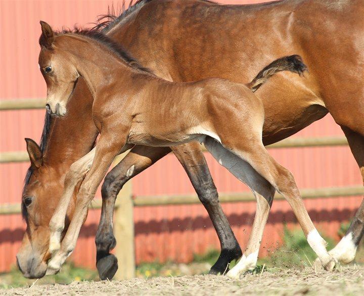 Arabisk fuldblod (OX) D. Double Up billede 12