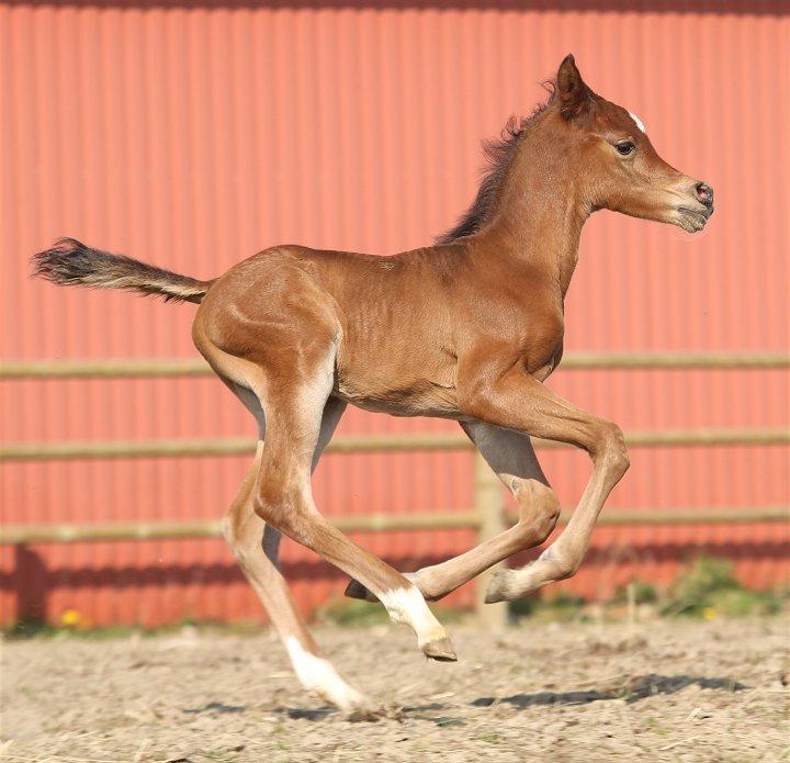 Arabisk fuldblod (OX) D. Double Up billede 11